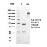 SDS-PAGE - Anti-Ornithine Decarboxylase Antibody [rODC1/485] - BSA and Azide free (A252726) - Antibodies.com