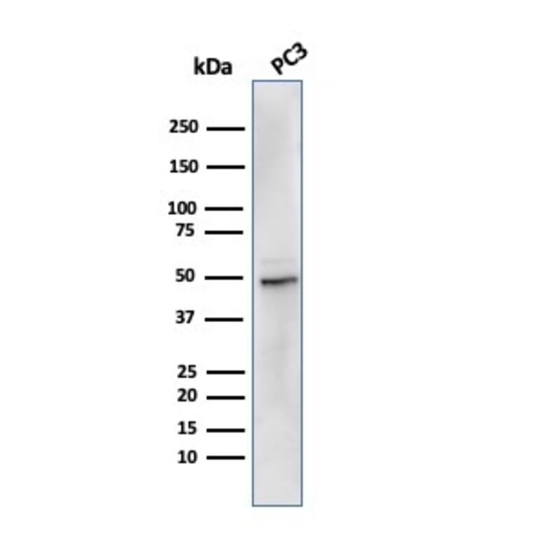 Western Blot - Anti-Ornithine Decarboxylase Antibody [rODC1/485] - BSA and Azide free (A252726) - Antibodies.com