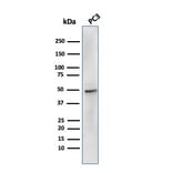 Western Blot - Anti-Ornithine Decarboxylase Antibody [rODC1/485] - BSA and Azide free (A252726) - Antibodies.com