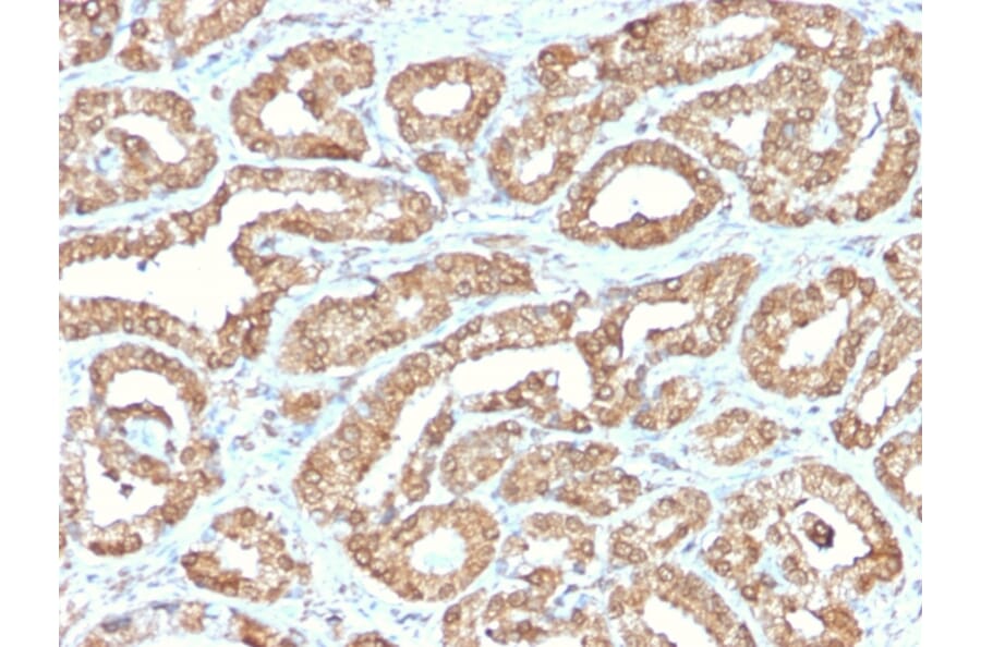 Immunohistochemistry - Anti-Ornithine Decarboxylase Antibody [ODC1/2878R] - BSA and Azide free (A252726) - Antibodies.com