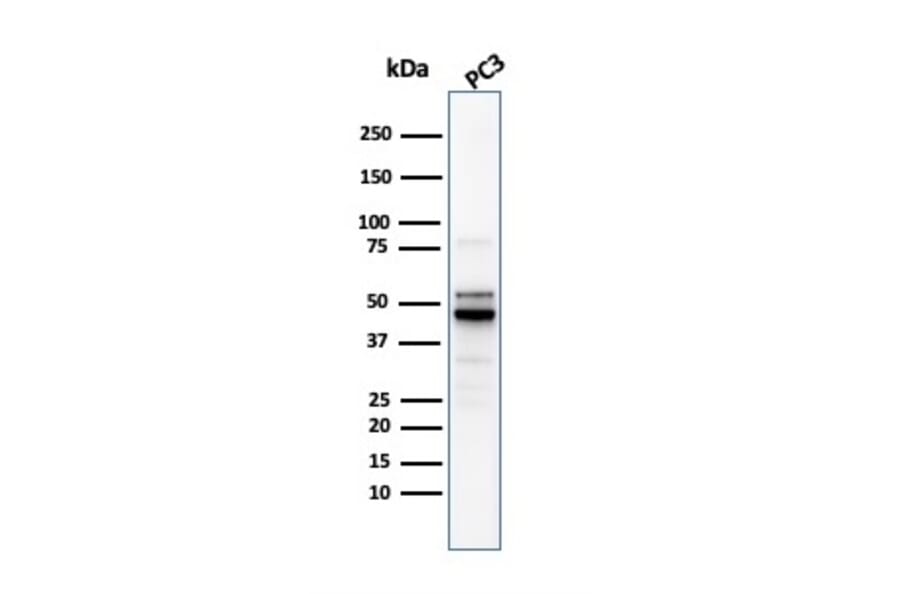 Western Blot - Anti-Ornithine Decarboxylase Antibody [ODC1/2878R] - BSA and Azide free (A252727) - Antibodies.com