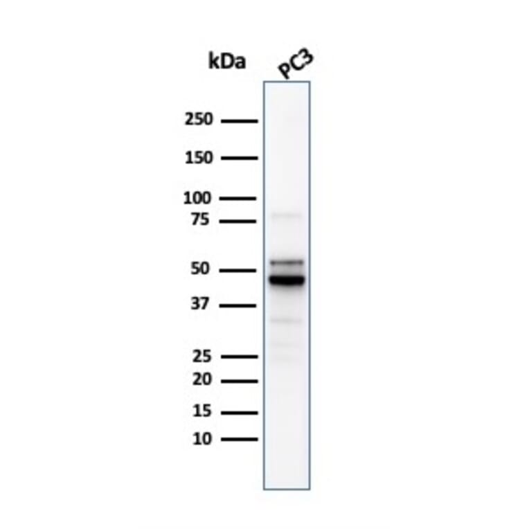 Western Blot - Anti-Ornithine Decarboxylase Antibody [ODC1/2878R] - BSA and Azide free (A252727) - Antibodies.com