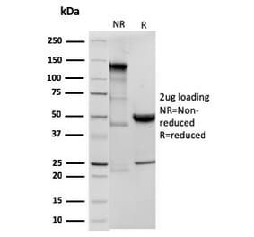 SDS-PAGE - Anti-Ornithine Decarboxylase Antibody [ODC1/3636R] - BSA and Azide free (A252728) - Antibodies.com