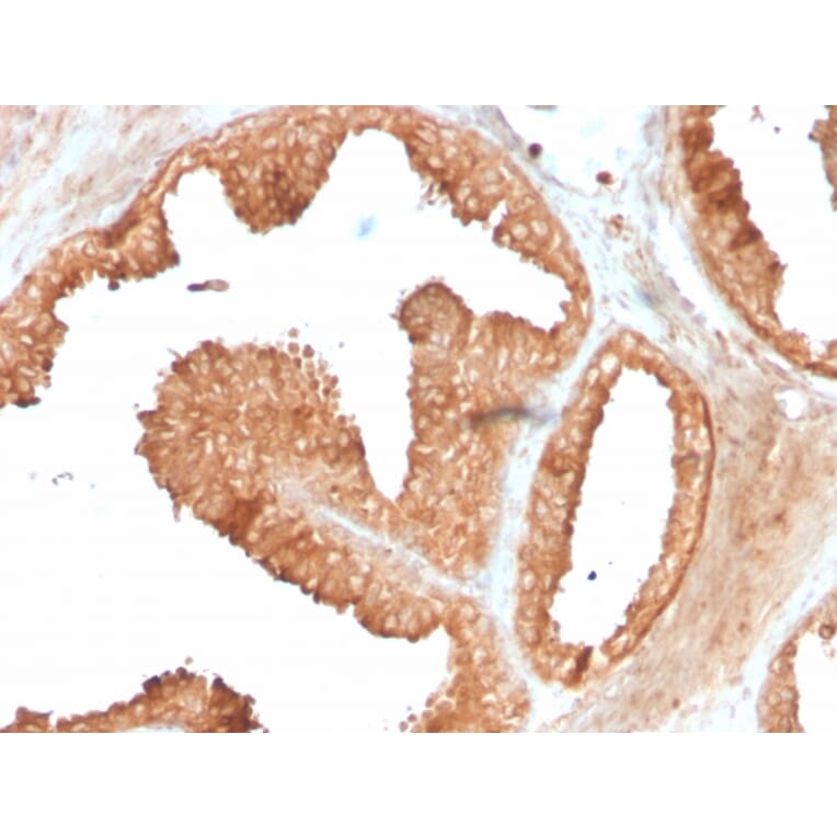 Immunohistochemistry - Anti-Ornithine Decarboxylase Antibody [ODC1/3636R] - BSA and Azide free (A252727) - Antibodies.com