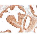 Immunohistochemistry - Anti-Ornithine Decarboxylase Antibody [ODC1/3636R] - BSA and Azide free (A252727) - Antibodies.com