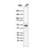 Western Blot - Anti-Ornithine Decarboxylase Antibody [ODC1/3636R] - BSA and Azide free (A252728) - Antibodies.com