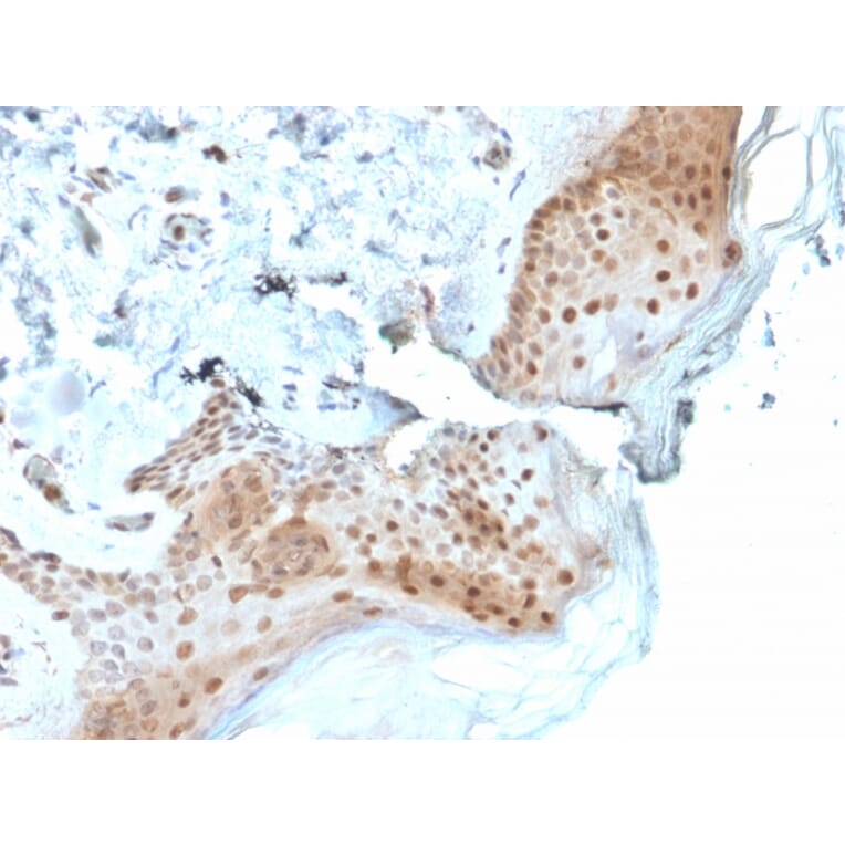 Immunohistochemistry - Anti-OGG1 Antibody [CPTC-OGG1-1] - BSA and Azide free (A252728) - Antibodies.com