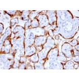 Immunohistochemistry - Anti-PAPP A Antibody [PAPPA/2715] - BSA and Azide free (A252735) - Antibodies.com