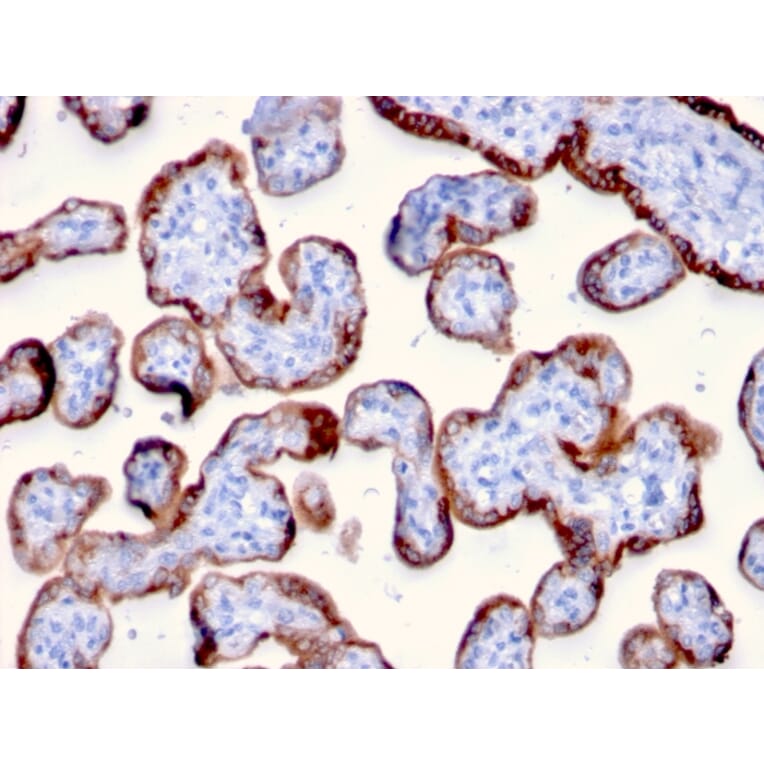 Immunohistochemistry - Anti-PAPP A Antibody [PAPPA/2715] - BSA and Azide free (A252735) - Antibodies.com