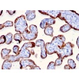 Immunohistochemistry - Anti-PAPP A Antibody [PAPPA/2715] - BSA and Azide free (A252735) - Antibodies.com