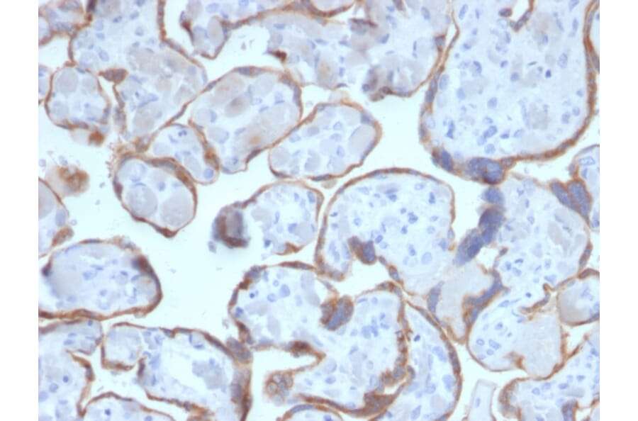 Immunohistochemistry - Anti-PAPP A Antibody [PAPPA/2716] - BSA and Azide free (A252736) - Antibodies.com