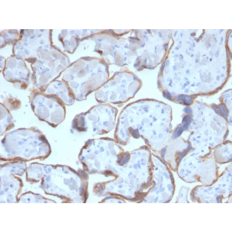Immunohistochemistry - Anti-PAPP A Antibody [PAPPA/2716] - BSA and Azide free (A252736) - Antibodies.com
