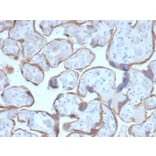 Immunohistochemistry - Anti-PAPP A Antibody [PAPPA/2716] - BSA and Azide free (A252736) - Antibodies.com