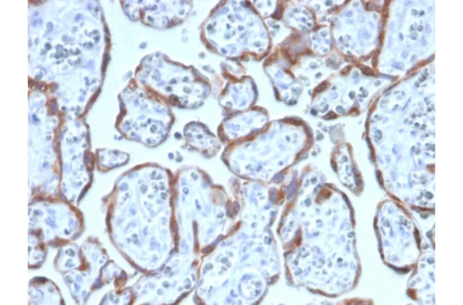 Immunohistochemistry - Anti-PAPP A Antibody [PAPPA/2717] - BSA and Azide free (A252737) - Antibodies.com