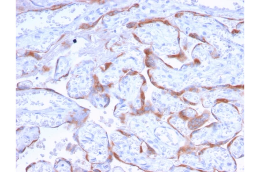 Immunohistochemistry - Anti-PAPP A Antibody [PAPPA/2718] - BSA and Azide free (A252738) - Antibodies.com