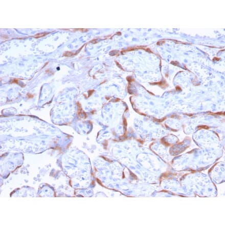 Immunohistochemistry - Anti-PAPP A Antibody [PAPPA/2718] - BSA and Azide free (A252738) - Antibodies.com