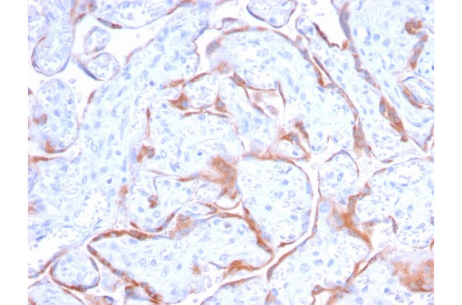 Immunohistochemistry - Anti-PAPP A Antibody [PAPPA/2718] - BSA and Azide free (A252738) - Antibodies.com