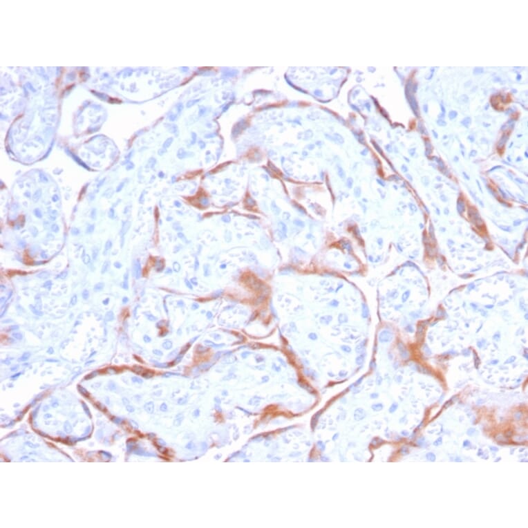 Immunohistochemistry - Anti-PAPP A Antibody [PAPPA/2718] - BSA and Azide free (A252738) - Antibodies.com