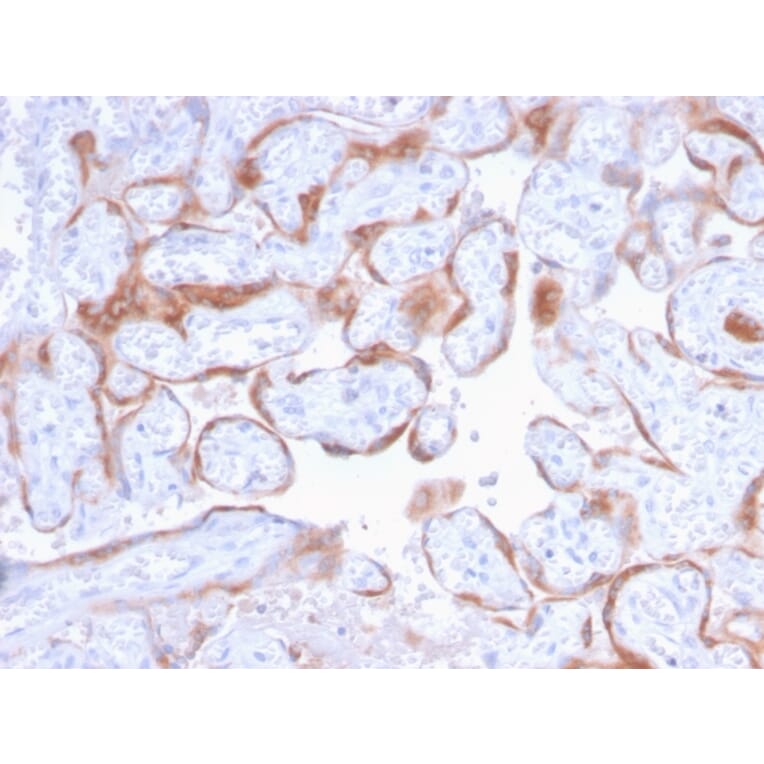 Immunohistochemistry - Anti-PAPP A Antibody [PAPPA/2718] - BSA and Azide free (A252738) - Antibodies.com