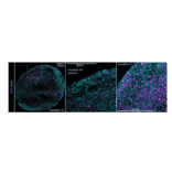 Immunofluorescence - Anti-PAX2 Antibody [PAX2/1104] - BSA and Azide free (A252739) - Antibodies.com Citation