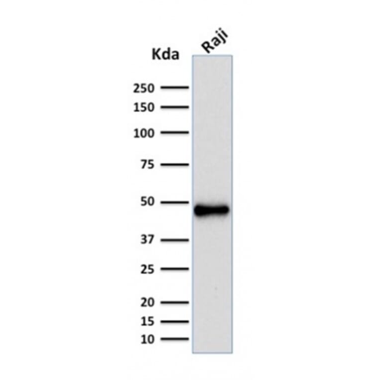 Western Blot - Anti-PAX5 Antibody [rPAX5/2060] - BSA and Azide free (A252741) - Antibodies.com