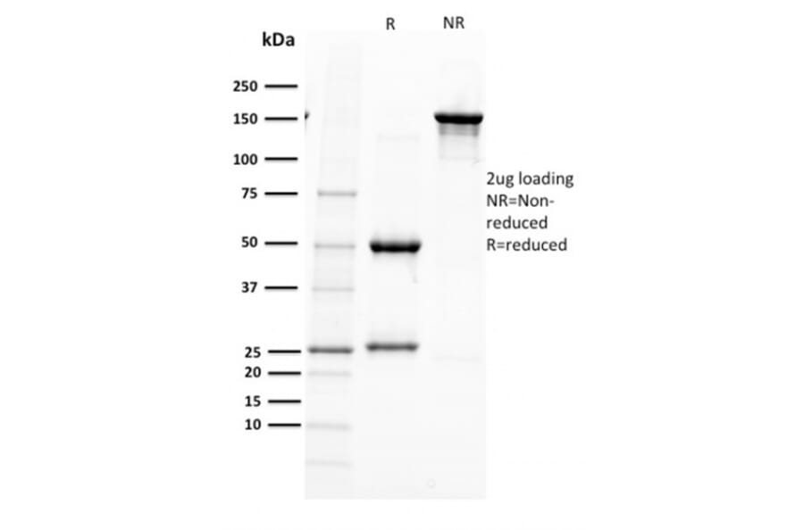 SDS-PAGE - Anti-PAX5 Antibody [PAX5/2595] - BSA and Azide free (A252741) - Antibodies.com