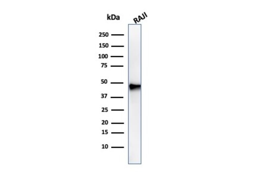 Western Blot - Anti-PAX5 Antibody [PAX5/3735] - BSA and Azide free (A252743) - Antibodies.com