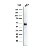 Western Blot - Anti-PAX5 Antibody [PAX5/3735] - BSA and Azide free (A252743) - Antibodies.com