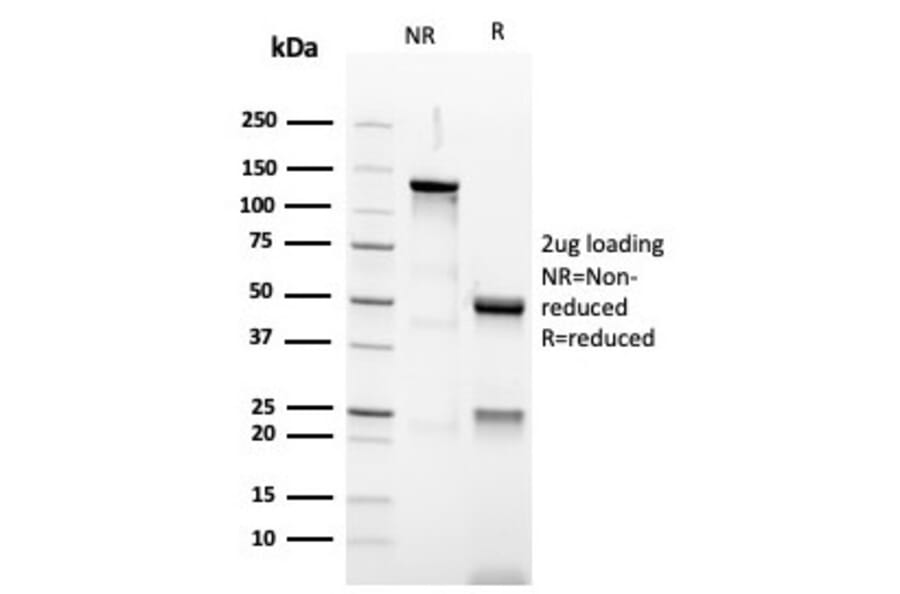 SDS-PAGE - Anti-PAX5 Antibody [PAX5/3977R] - BSA and Azide free (A252745) - Antibodies.com