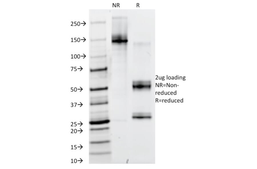 SDS-PAGE - Anti-PAX6 Antibody [PAX6/498] - BSA and Azide free (A252745) - Antibodies.com