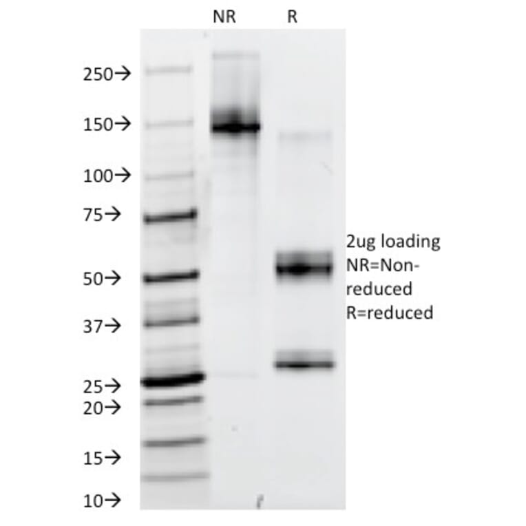 SDS-PAGE - Anti-PAX6 Antibody [PAX6/498] - BSA and Azide free (A252745) - Antibodies.com