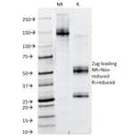 SDS-PAGE - Anti-PAX6 Antibody [PAX6/498] - BSA and Azide free (A252745) - Antibodies.com