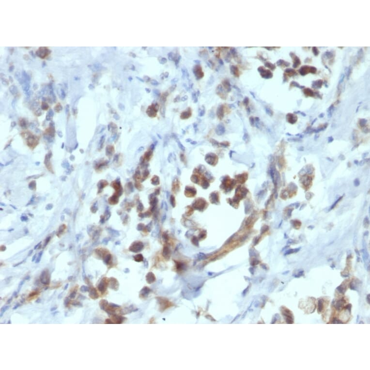 Immunohistochemistry - Anti-PAX6 Antibody [PAX6/1166] - BSA and Azide free (A252746) - Antibodies.com
