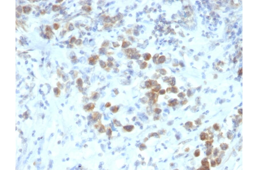 Immunohistochemistry - Anti-PAX6 Antibody [SPM612] - BSA and Azide free (A252747) - Antibodies.com