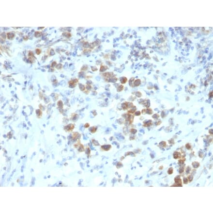 Immunohistochemistry - Anti-PAX6 Antibody [SPM612] - BSA and Azide free (A252747) - Antibodies.com