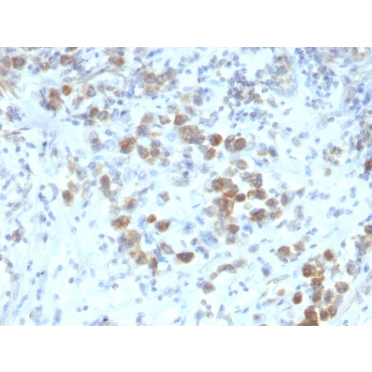 Immunohistochemistry - Anti-PAX6 Antibody [SPM612] - BSA and Azide free (A252747) - Antibodies.com