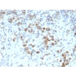 Immunohistochemistry - Anti-PAX6 Antibody [SPM612] - BSA and Azide free (A252747) - Antibodies.com