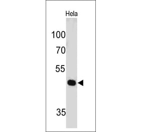 Western Blot - Anti-PAX7 Antibody [PAX7/497] - BSA and Azide free (A252749) - Antibodies.com