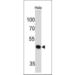 Western Blot - Anti-PAX7 Antibody [PAX7/497] - BSA and Azide free (A252749) - Antibodies.com