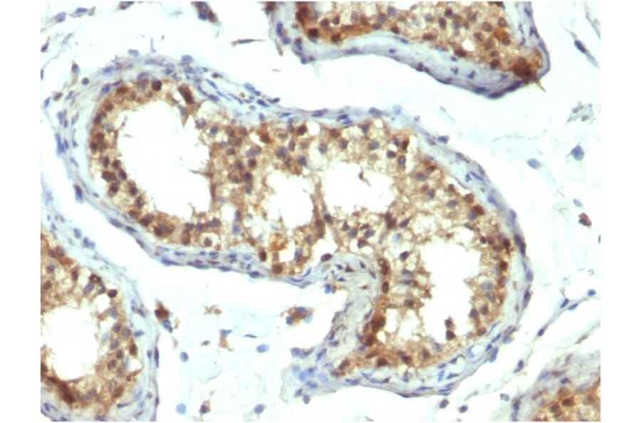 Immunohistochemistry - Anti-PAX7 Antibody [PAX7/1187] - BSA and Azide free (A252750) - Antibodies.com