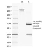 SDS-PAGE - Anti-PAX7 Antibody [PAX7/1187] - BSA and Azide free (A252750) - Antibodies.com