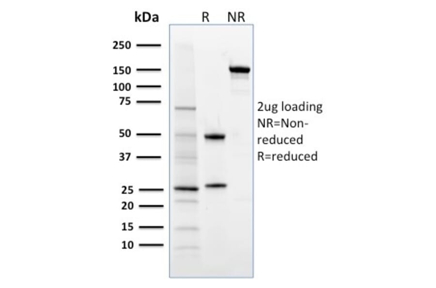 SDS-PAGE - Anti-FOXP3 Antibody [3G3] - BSA and Azide free (A252751) - Antibodies.com