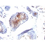 Immunohistochemistry - Anti-FOXP3 Antibody [FXP3/197] - BSA and Azide free (A252752) - Antibodies.com
