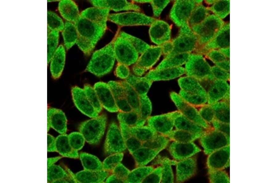 Immunofluorescence - Anti-ThPok Antibody [PCRP-ZBTB7B-1B6] - BSA and Azide free (A252755) - Antibodies.com