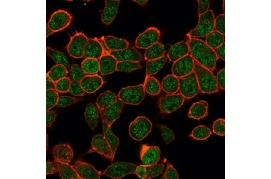 Immunofluorescence - Anti-ZBTB7B Antibody [PCRP-ZBTB7B-1F7] - BSA and Azide free (A252756) - Antibodies.com