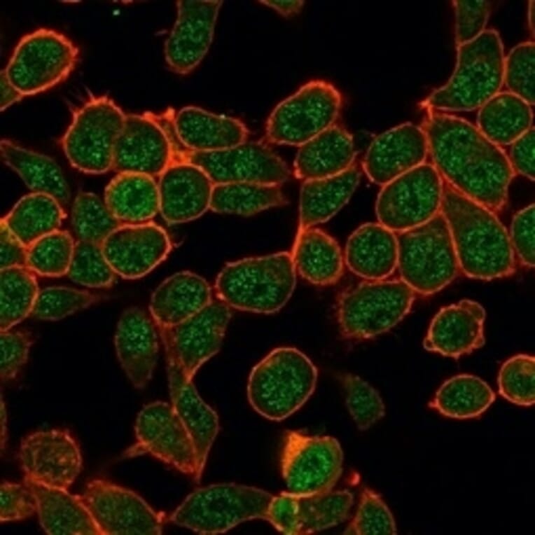 Immunofluorescence - Anti-ZBTB7B Antibody [PCRP-ZBTB7B-1F7] - BSA and Azide free (A252756) - Antibodies.com