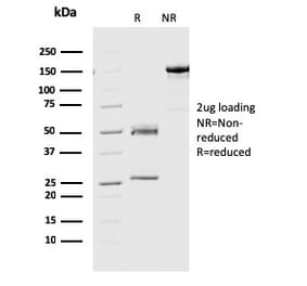 SDS-PAGE - Anti-Geminin Antibody [CPTC-GMNN-1] - BSA and Azide free (A252757) - Antibodies.com