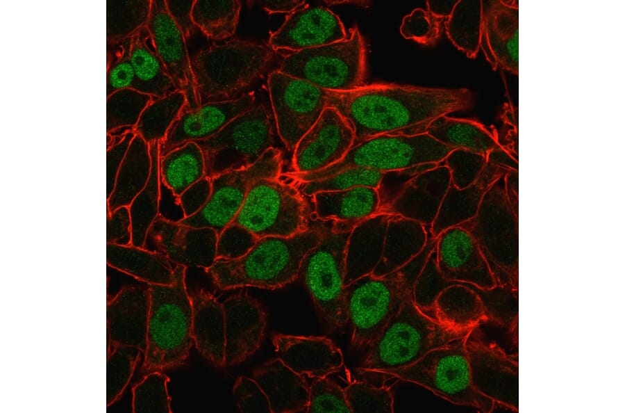 Immunofluorescence - Anti-Geminin Antibody [CPTC-GMNN-1] - BSA and Azide free (A252757) - Antibodies.com