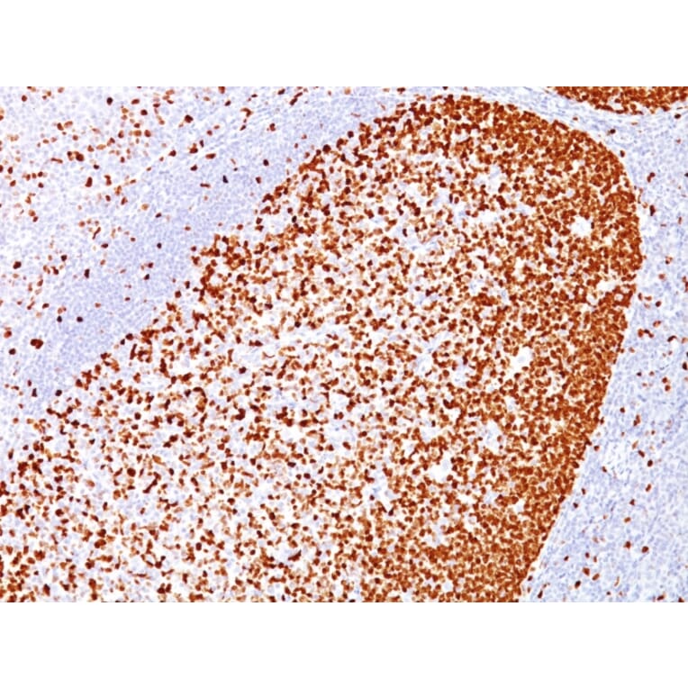 Immunohistochemistry - Anti-PCNA Antibody [PC10] - BSA and Azide free (A252758) - Antibodies.com