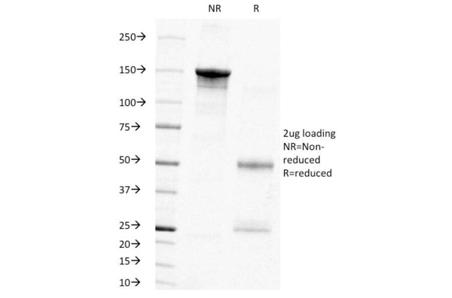 SDS-PAGE - Anti-PCNA Antibody [PC10] - BSA and Azide free (A252758) - Antibodies.com